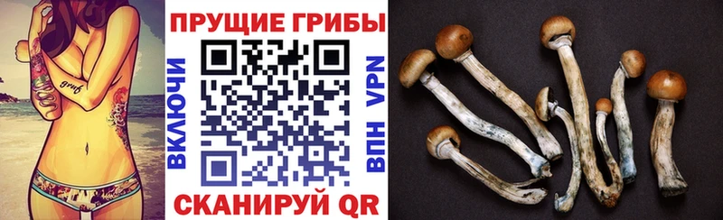 ОМГ ОМГ ссылка Бийск Псилоцибиновые грибы Cubensis купить закладку